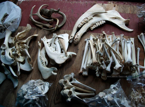 shadyufo:Bone Sorting