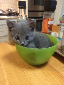 awwww-cute:  Aw lookit his little paw print through the bowl