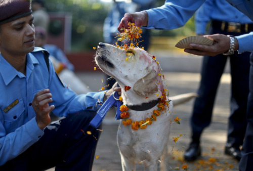 irontemple:o-kaytee:  nubbsgalore: for nepalese hindus, today is kukur puja, the second day of the five day tihar festival, nepal’s version of diwali. literally meaning “worship of dogs,” kukur puja is dedicated to honouring our special relationship