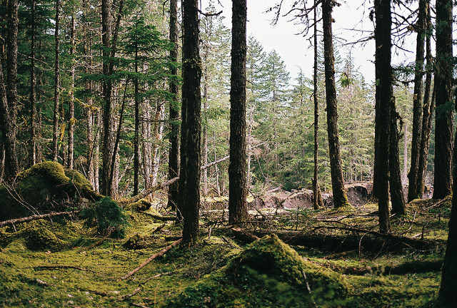 owakolf:Nature Blog ▲