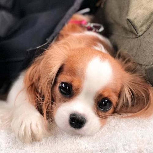 aww-so-pretty:Nessa the Cavalier