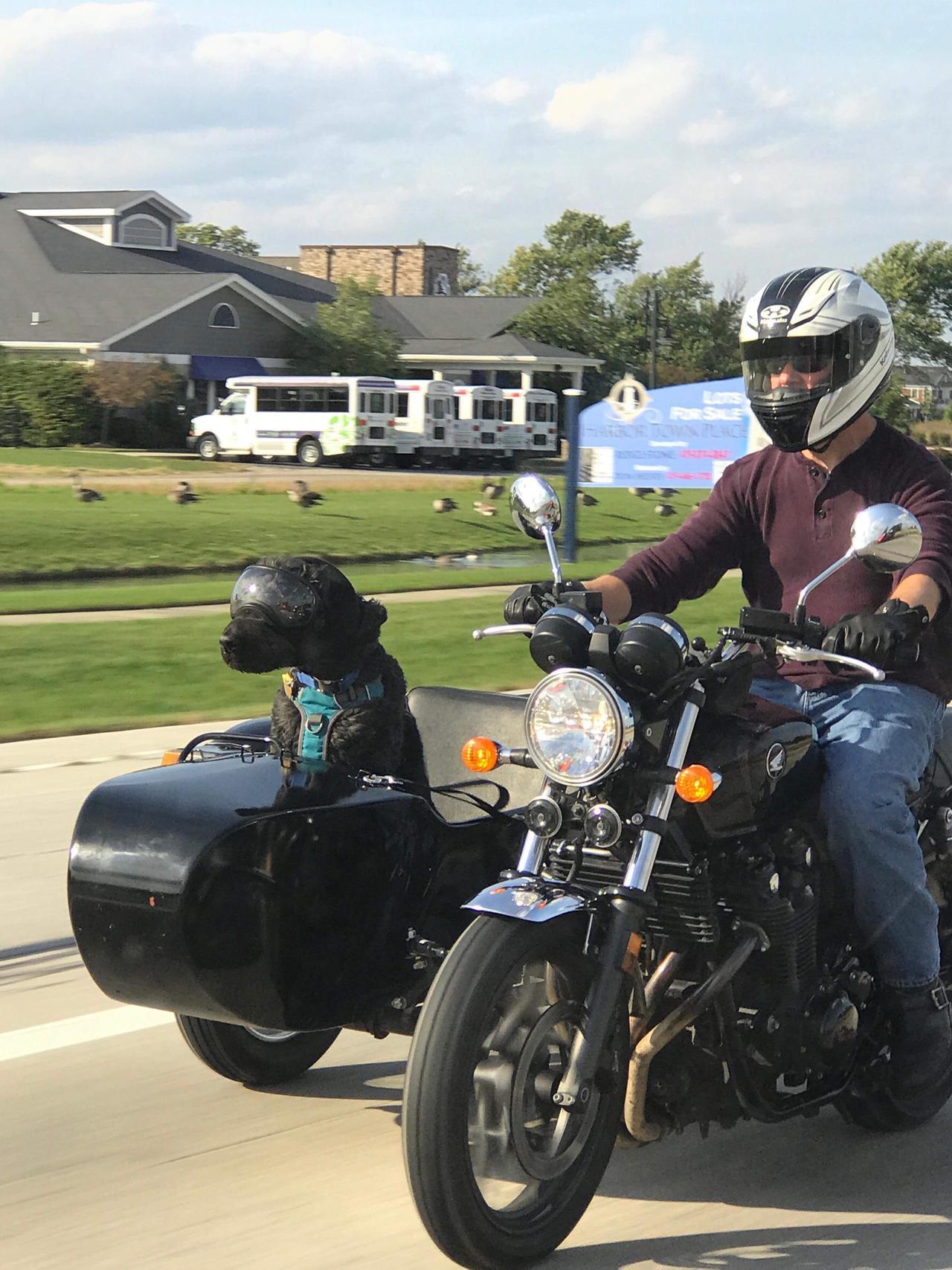 cutecornflakes:  Good Boy at the helm
