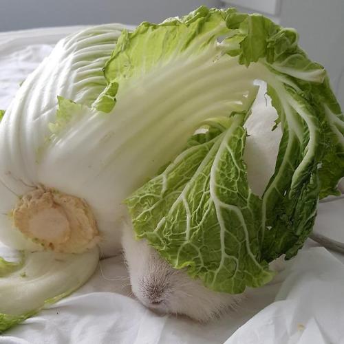 seapiggies:Cabbage boy