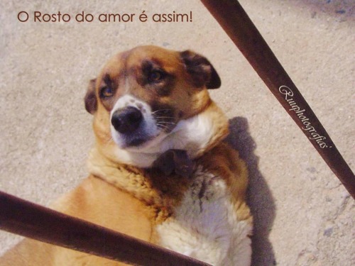 #ruuphotography #amorporcachorros #acaradoamor #lovephotograph #instagramphotos #instalike #amoremfotografar