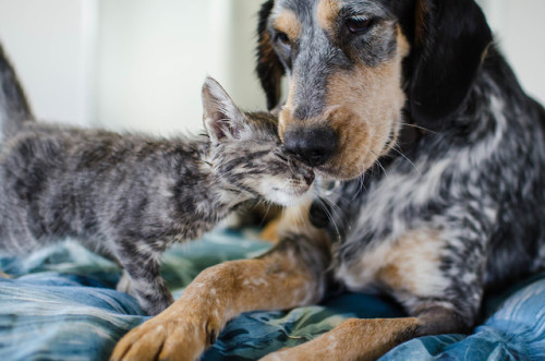 sidetongue:CAN U SEE THE LOVE RADIATING FROM THIS KITTEN!!!