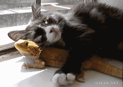awwww-cute:  You’re not furry, but I’ll still cuddle with you