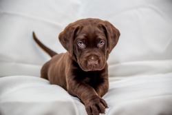 handsomedogs:   Chocolate Love   LuAnn Hunt