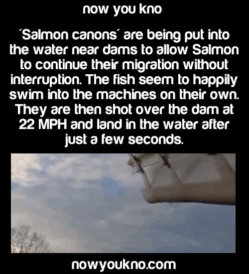 partydragonet:  nowyoukno:  Source for more facts follow NowYouKno  FREEE HIIIIM