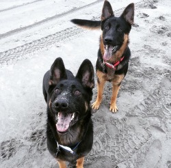 handsomedogs:  this is Owen and Crosby they’re brothers