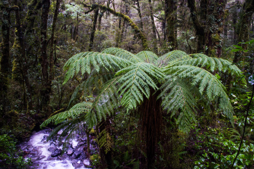 Tree fern in a Fiordland forest.Milford Sound, Fiordland, South Island, New Zealand