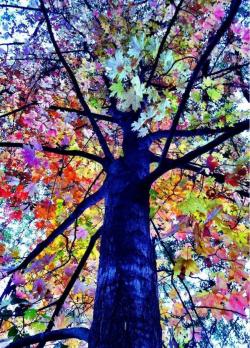 funnywildlife:  Rainbow Tree!