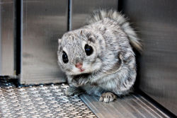 awwww-cute:  Siberian flying squirrel riding an elevator