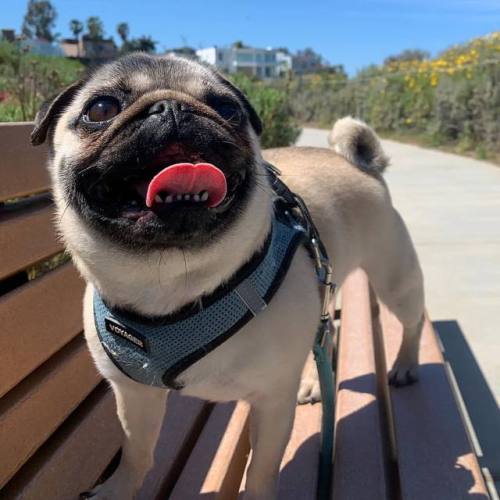 Keep lookin’ up, fwends! #mondaymotivation .#pug #pupper #doge #dogsmile #pugs #puglife #puppy #pupp