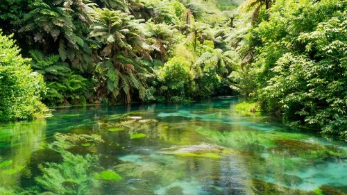 expressions-of-nature:Rotorua, New Zealand by Sheldon Nunes