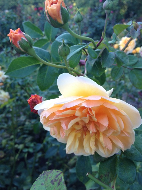 peach rose