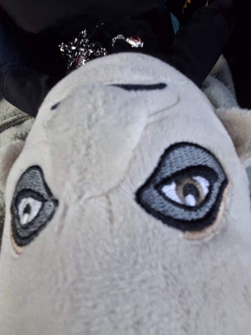 I Love My Copia 