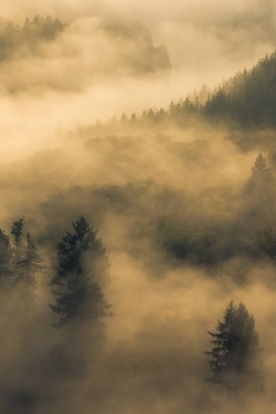 wolverxne:  Fog at the Saarschleife | by: