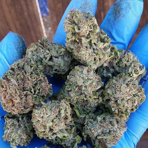 weedporndaily: Hand full of Cherry Ak freshly trimmed hitting the jars. #Greenhouse #Str8OrganicsGro