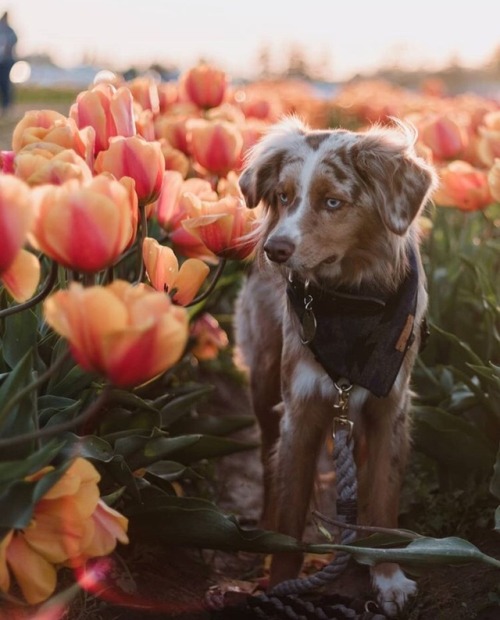 friendly-animals:Follow Our New Instagram: animals_lovers_ig (: