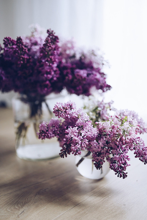 floralls:Lilac byDominika Brudny