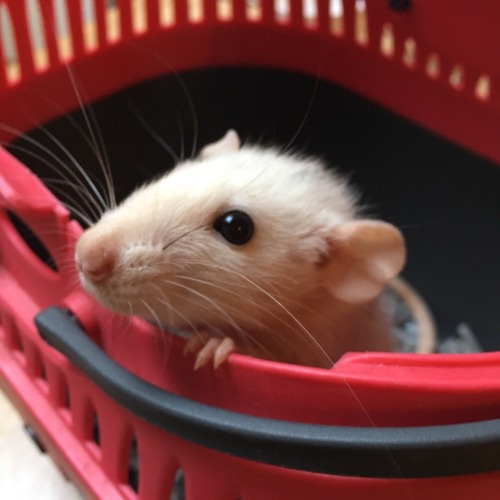 littlehobbits: rams-rodent-world: rams-rodent-world: little Skunky &lt;3 Can we get Skunk to 200
