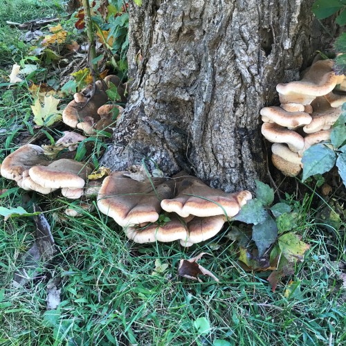 Citizenkid wants me to share these Fabulous Fungi she found on the way to school.  Big Puffys!