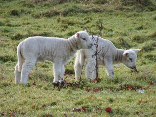 Lambs of Glastonbury by Eilan’s World