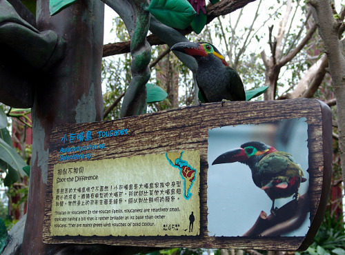 avianawareness:Toucanet ，小巨嘴鳥自我介紹 (by virtualshooter)