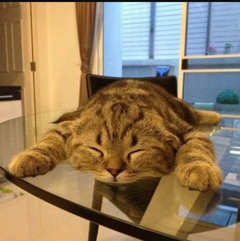 cutencats:  Трудный рабочий день! @cutencats