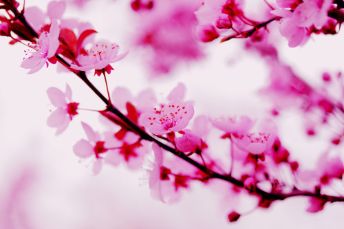 drxgonfly: Pink Spring Flowers (by Pink Sherbet Photography)