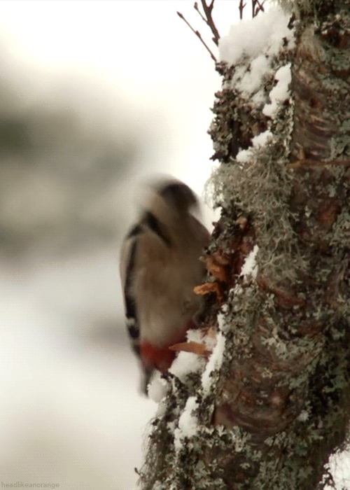 headlikeanorange:  A female great spotted woodpecker (Winterwatch - BBC)