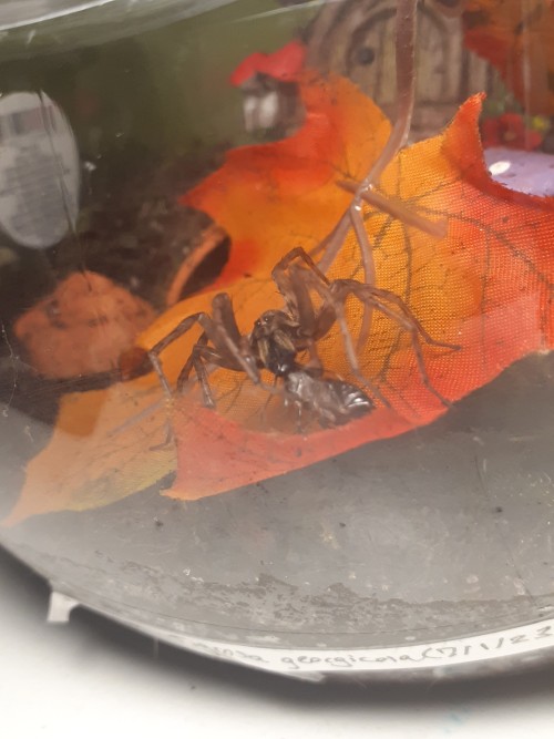 Fed A Bunch Of Spiders Tonight