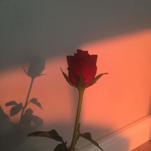 Red Haze J.ww