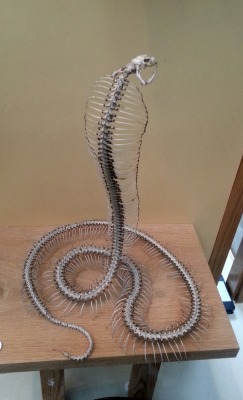 Unexplained-Events:  Cobra Skeleton 