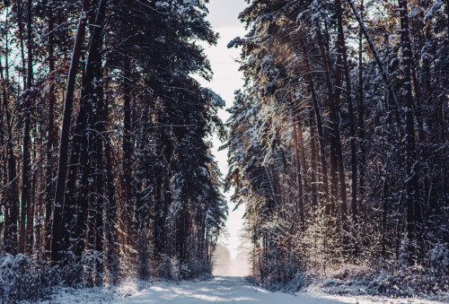 wild-nirvana:  melodyandviolence:    Winter forest by  *Nishe    x 