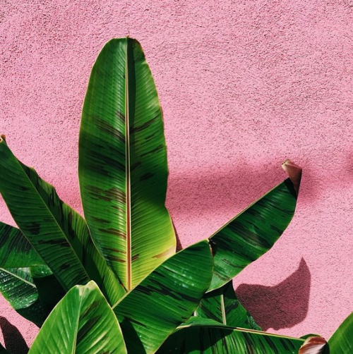 passivites:Plants on pink