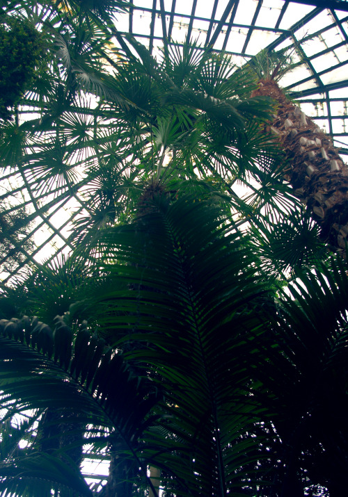 umiewska: Inside the palm house.