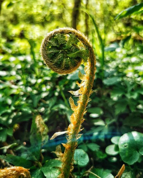 Spring is born#lithuania #nature #natural #wild #spring #fresh #flora #closeup #green #colors #insta