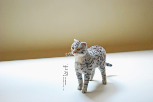 ▋ Bengel Cat ( custom-made ) Sculpture approximately 7 x 17 x 17 cm ( not including the tail )