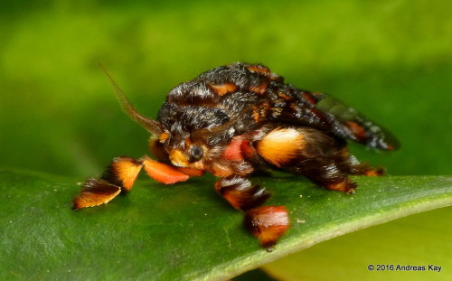 onenicebugperday:Monkey Slug Caterpillar and Adult Moth, Phobetron hipparchia, EcuadorPhotos by Andr