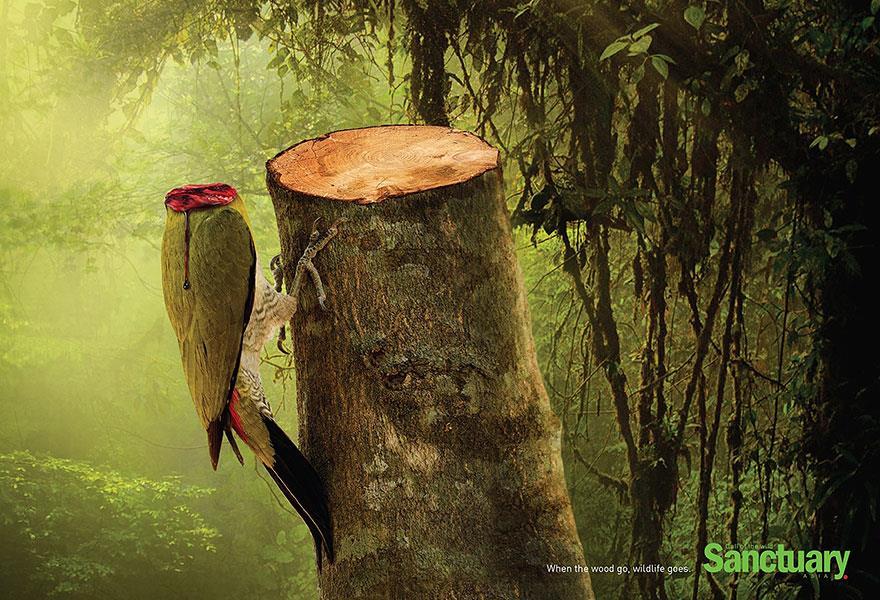 &ldquo;Cuando la madera se va, la vida silvestre se va&rdquo;. los derechos