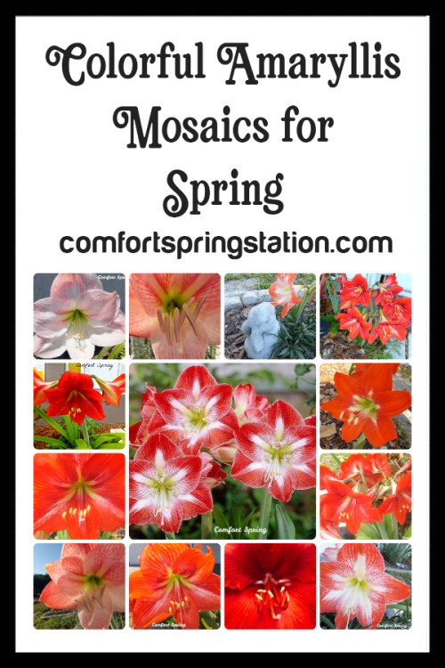 Colorful Amaryllis Mosaics for Spring