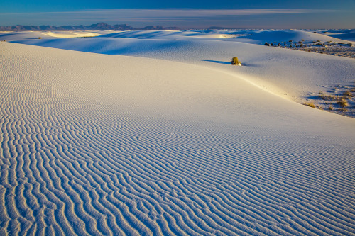 White SandsBlonde mice and white lizards blend into the background in a desert of milk-white dunes.S