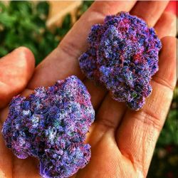 thedailychief:  Crazy Purp Buds 🤤🌀💜📷:instagram.com/herbneats