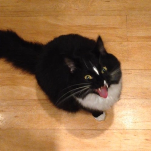 unflatteringcatselfies:  cocoa puff lives in a state of perpetual screaming 