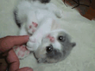 sientolobienquemehaces:  Cosita linda