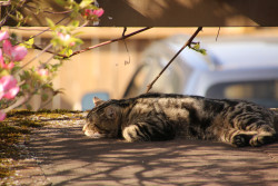 awwww-cute:  Neighbor’s cat keeps sleeping