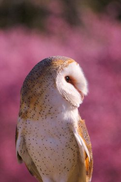 Beautiful-Wildlife:  Pretty Around Pink By Daniela Duncan Barn Owl 