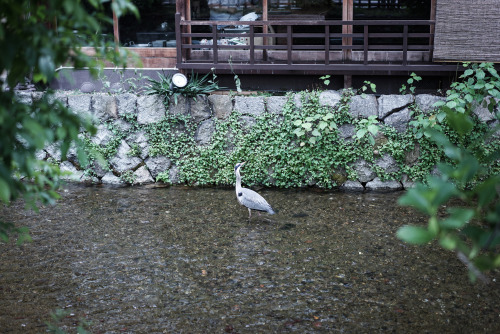 Gion-Shirakawa, Higashiyama-ku, Kyoto, Japan