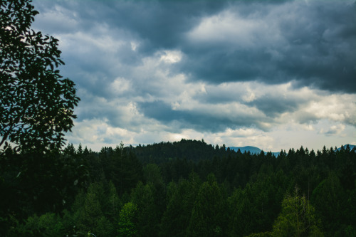 darkcoastphotography: Morrell Sanctuary, Vancouver Island, British Columbia tumblr | flickr | facebo